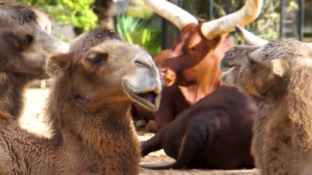 Крупный План Лица Верблюда Двигающего Губами Смешное Типичное Поведение Животных — стоковое видео