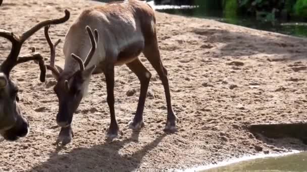 Gros plan d'un renne debout au bord de l'eau puis passant devant un autre renne, espèce animale tropicale d'Amérique 