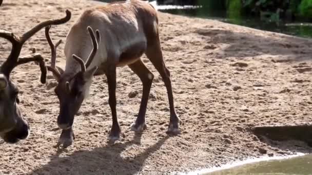 Närbild Ren Stående Vid Vatten Sidan Sedan Förbi Annan Renar — Stockvideo