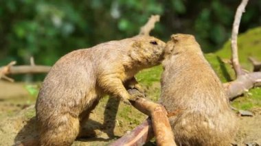 siyah kuyruklu çayır köpek çift birbirleriyle etkileşim, Sosyal kemirgen davranışı, Amerika'dan sevimli kemirgen specie