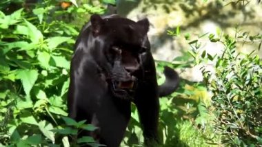 Bir orman sahne yürüyen siyah bir jaguar yakın çekim, nadir benekli vahşi kedi, Amerika'dan tehdit hayvan specie yakın