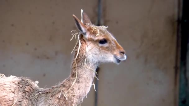 Primer Plano Cara Una Vicuna Comiendo Heno Especie Llama Adorable — Vídeos de Stock