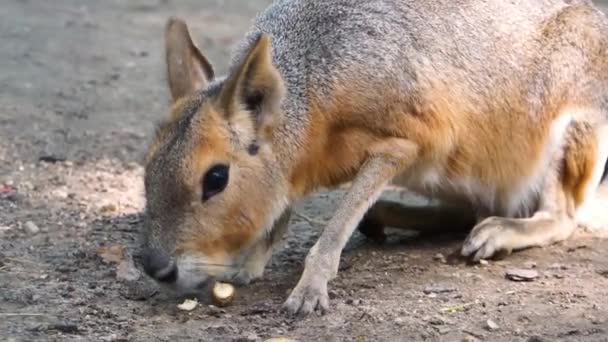 Närbild Patagonian Mara Äta Nöt Inför Stor Cavy Nära Hotade — Stockvideo