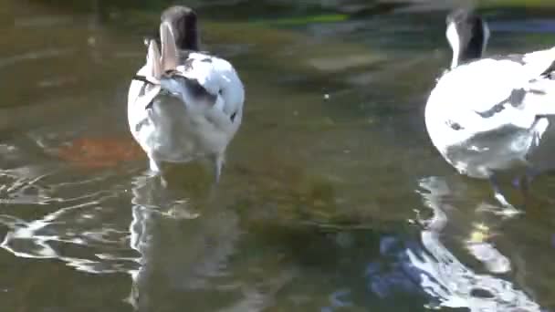 Zwei Pied Avocet Vögel Waten Zusammen Wasser Wasser Vogel Spezies — Stockvideo