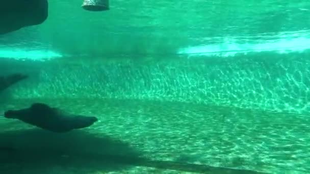 속에서 수영하는 캘리포니아 미국에서 귀물개 — 비디오