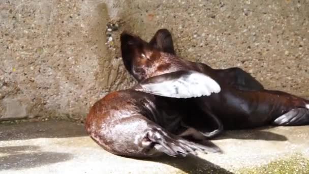 Closeup Juvenile California Sea Lion Couple Playing Hugging Together Social — Stock Video