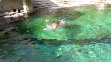 Kaliforniya deniz aslanı suda yüzme, Amerika'dan kulaklı fok specie
