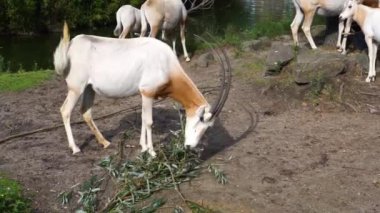 scimitar oryx yeme yaprakları bir ağaç dalı, vahşi soyu tükenmiş antilop türbesi
