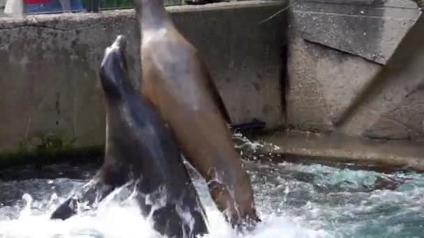 California Sea Lion Feeding Seals Jumping Water Eating Fish Eared — Stock Video