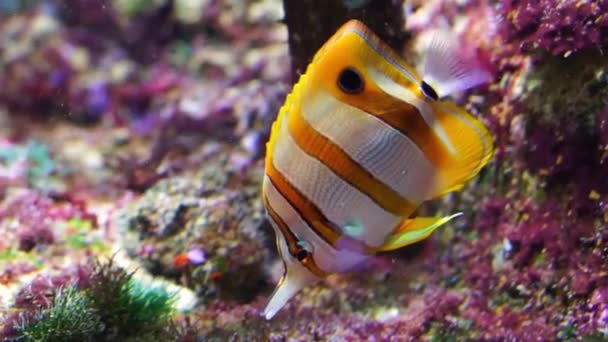 Nahaufnahme Eines Kupferband Schmetterlingsfisches Der Unter Wasser Schwimmt Tropische Fischarten — Stockvideo