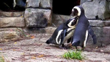 afrika pengueni çift birbirlerine preening, samimi ve sosyal kuş davranışı, Afrika'dan Nesli Tükenmekte olan hayvan specie