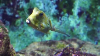 bir longhorn cowfish yakın çekim, beyaz nokta, popüler ve komik akvaryum evcil hayvan ile canlı sarı boynuzlu balık