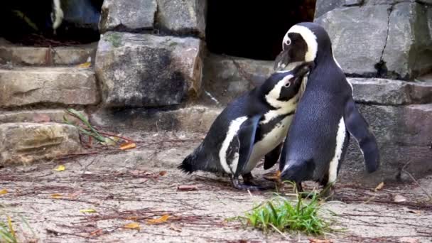 Pareja Pingüinos Africanos Preparándose Mutuamente Comportamiento Íntimo Social Las Aves — Vídeo de stock