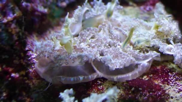 Bonito Closeup Cabeça Para Baixo Medusas Espécie Tropical Oceano Atlântico — Vídeo de Stock