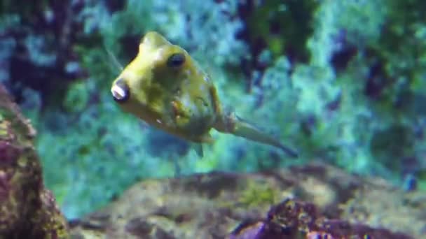 长角牛鱼的特写镜头 充满活力的黄角鱼与白点 流行和有趣的水族馆宠物 — 图库视频影像