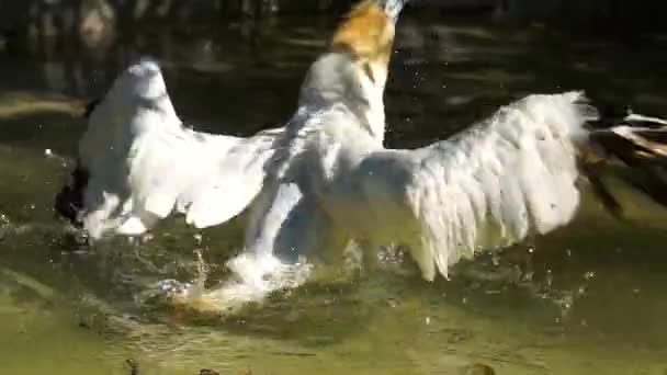 Norra Gannet Tar Ett Bad Kust Fågel Vattnet Flaxande Sina — Stockvideo