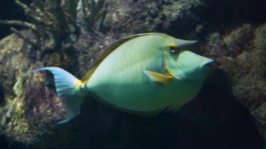 su altında yüzen bir bluespine tek boynuzlu at balığı güzel yakın çekim, hint-pasifik okyanusundan tropikal balık specie