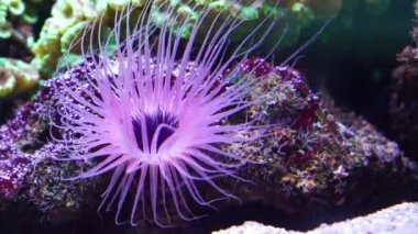 Bir çiçek tüp deniz anemon güneş altında mor ışık parlayan closeup, Hint-Pasifik Okyanusu tropikal hayvan specie