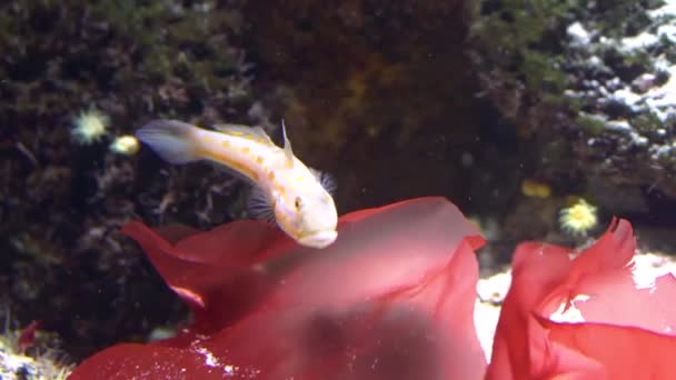 Een Oranje Gevlekte Slaper Goby Zwemmen Onder Water Zand Zeven — Stockvideo