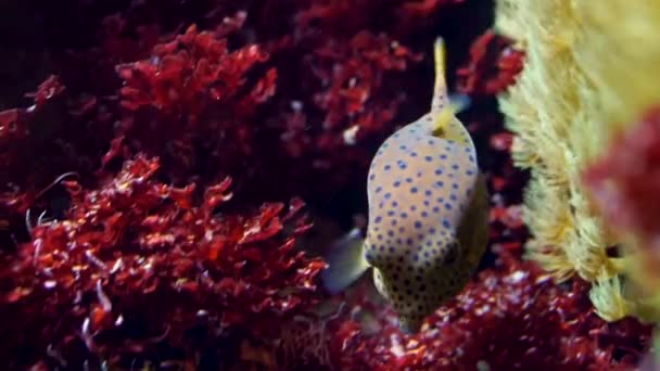 Nahaufnahme Eines Gelben Kastenfisches Mit Schwarzen Flecken Der Wasser Schwimmt — Stockvideo