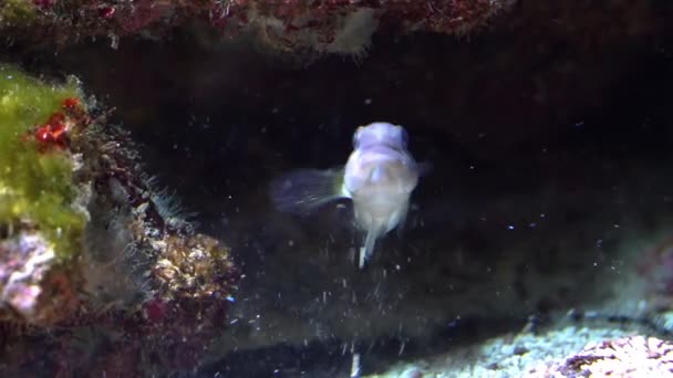 alvó sávos Gémes úszás a vízben, homok Sifter hal, trópusi akvárium kisállat a Csendes-óceán