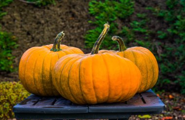 bir masada turuncu halloween kabaklar, Sonbahar ve tatil süslemeleri, mevsimlik gelenek