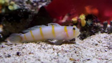 Bir randall's karides goby yakın çekim, portakal çizgili alt konut balık, Hint-Pasifik Okyanusu tropikal hayvan specie