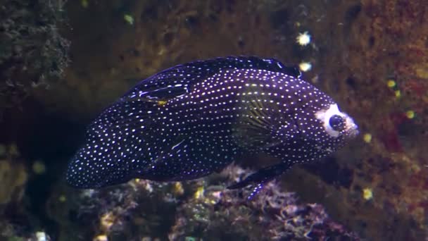 Close Van Een Witte Gevlekte Cichlid Tropisch Aquarium Huisdier Prachtige — Stockvideo