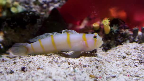 Closeup Randall Prawn Goby Orange Striped Bottom Dwelling Fish Tropical — Stock Video