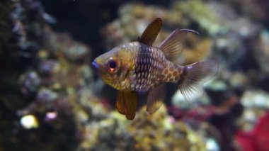 bir pijama cardinalfish yakın çekim, pasifik okyanusundan popüler akvaryum evcil hayvan