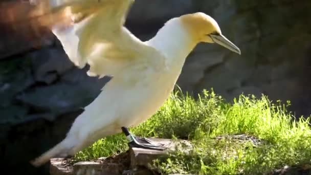 Nahaufnahme Eines Basstölpels Auf Einem Felsen Der Seine Flügel Trocken — Stockvideo