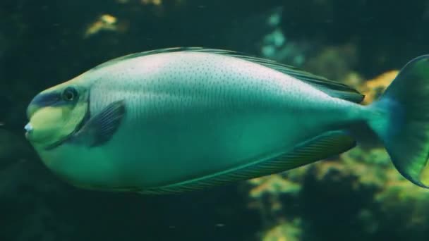 Close Van Een Bignose Unicornfish Zwemmen Door Grappig Tropisch Aquarium — Stockvideo