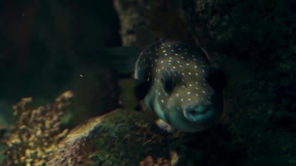 水の下を泳ぐ白い斑点のフグの魚のクローズアップ 太平洋から熱帯水族館のペット — ストック動画