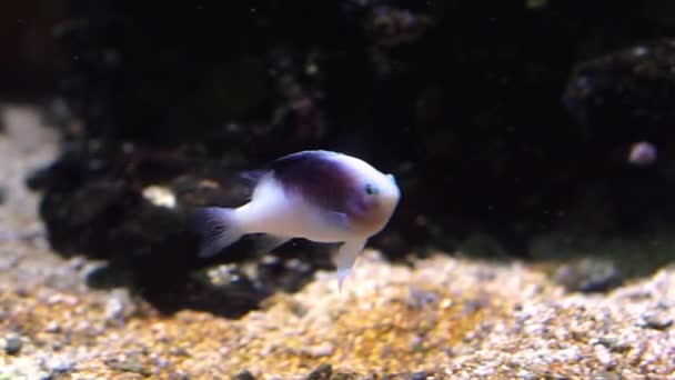 幼年白色奇希利德鱼与黑色斑点 热带水族馆宠物游泳水下 — 图库视频影像