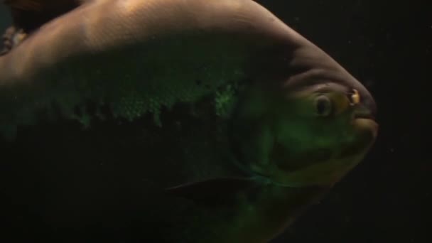 Närbild Gigantisk Svart Pacu Simning Tropiska Sötvattenfisk Specie Från Sydamerika — Stockvideo