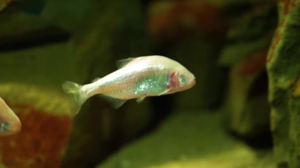 속에서 수영하는 멕시코 블라인드 테트라 물고기 알비노 멕시코 테트라 양식에서 — 비디오