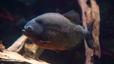 kırmızı karınlı piranha yakın çekim, güzel ışıltılı ölçekler ile balık, Amerika'nın amazon havzasından tropikal hayvan specie