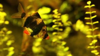 Bir Tiger barb yakın çekim, Endonezya tropikal balık specie, kültür balıkçılığı popüler evcil hayvan