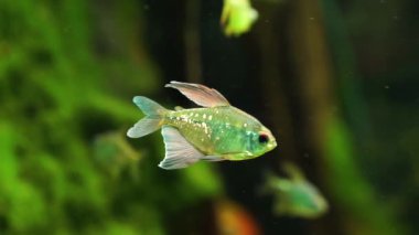Güzel bir elmas tetra yakın çekim, gümüş ışıltılı süs balığı, Venezuela Valencia gölütropikal hayvan specie