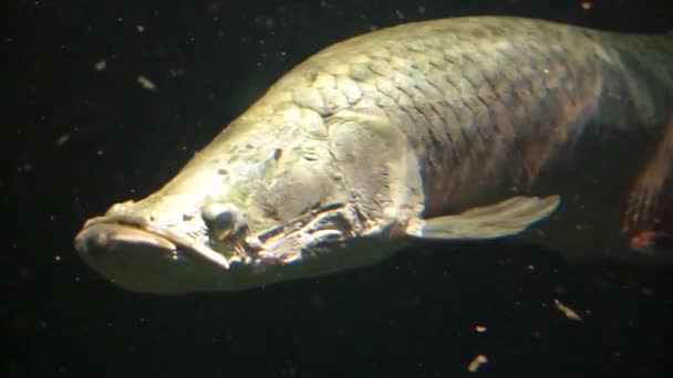 Close Arapaima Nadando Por Também Conhecido Como Pirarucu Grande Espécie — Vídeo de Stock