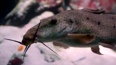 tarafından yüzen bir zürafa yayın balığı yakın çekim, Afrika'dan tropikal tatlı su balıkları specie
