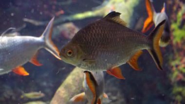 bir folyo barb sualtı yakın çekim, Asya'dan popüler tropikal balık specie