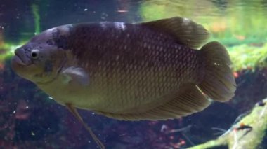 Asya'dan dev bir gourami, popüler tropikal tatlı su balığı specie komik closeup
