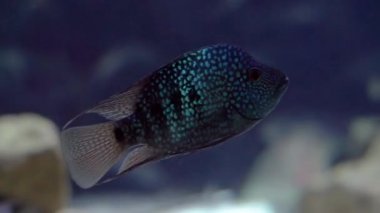 suda yüzen turkuaz texas cichlid yakın çekim, Güzel ve renkli akvaryum evcil hayvan, Rio Grande tropikal balık specie