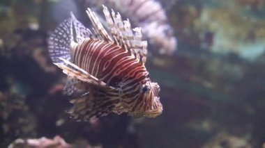 su altında yüzen kırmızı bir aslan balığı yakın çekim, hint pasifik okyanusundan popüler tropikal balık specie