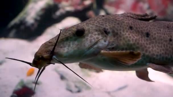 Primo Piano Pesce Gatto Giraffa Nuotare Specie Pesci Tropicali Acqua — Video Stock