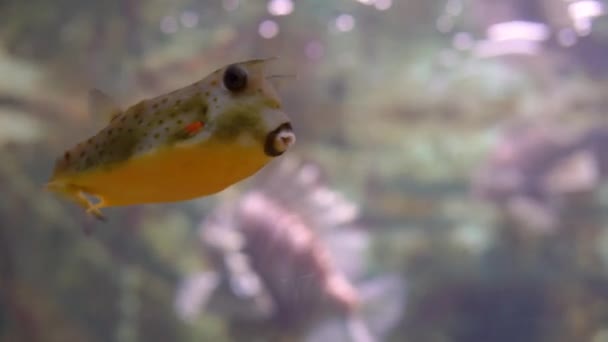黄色长角牛鱼在水下游泳 流行和有趣的水族馆宠物 — 图库视频影像
