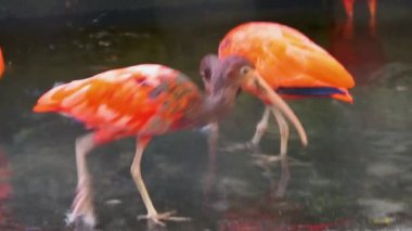 Suda yürüyen bir kızıl aynak yakın çekim, Amerika'dan tropikal wading kuş specie