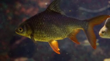 closeup folyo barb, Asya'dan güzel tropikal balık specie, popüler tropikal akvaryum evcil hayvan