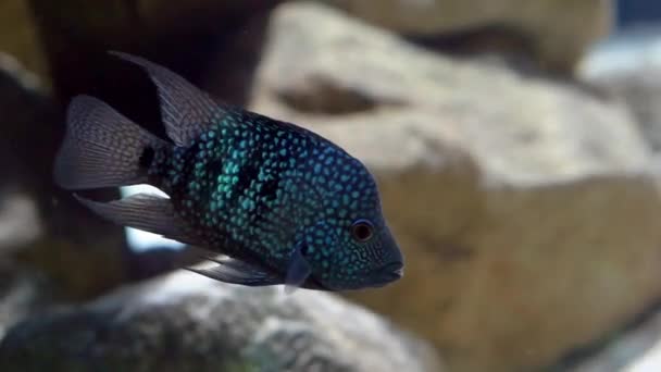 Schöner Blau Gefleckter Texas Buntbarsch Buntes Aquarium Pet Tropische Fischart — Stockvideo
